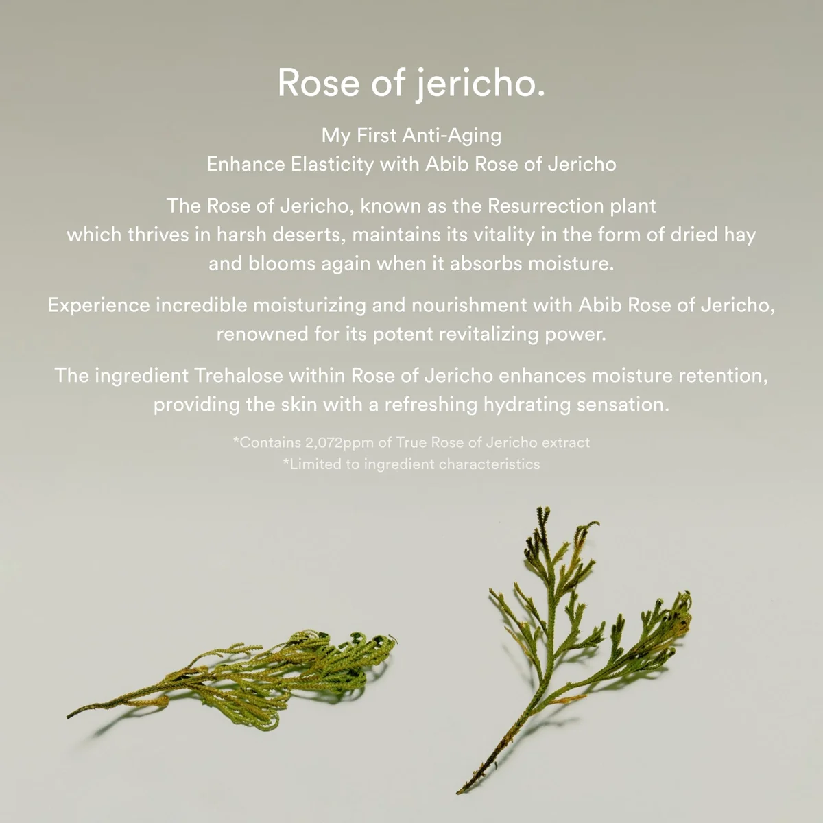 Abib Jericho Rose Bifida Firming Drop Serum 50ML