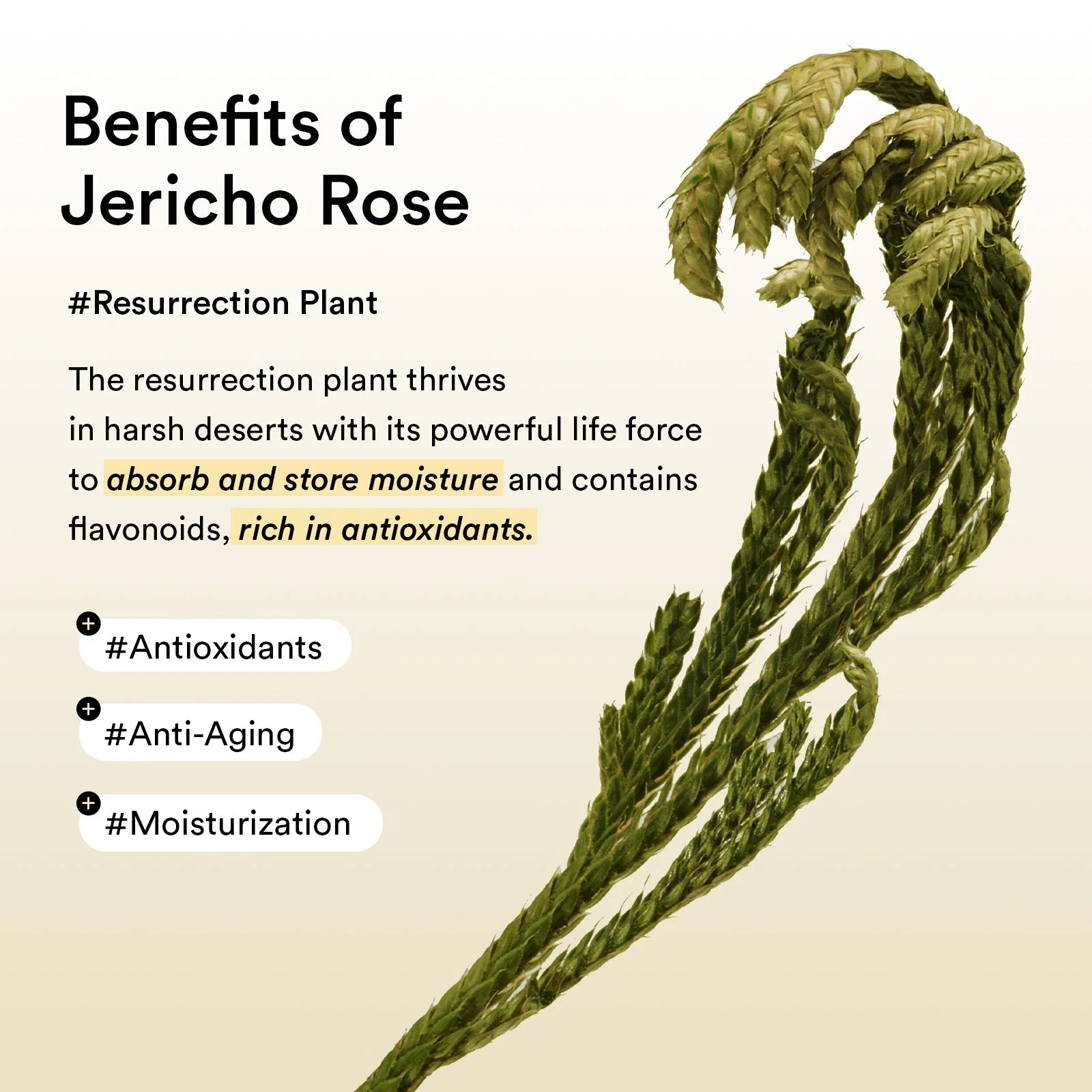 Abib Jericho Rose Jelly Collagen Eye Patch 90G 60s