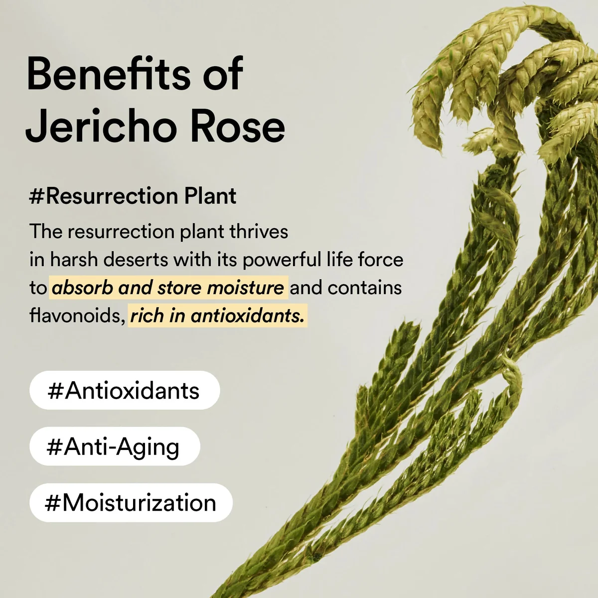 Abib Jericho Rose Nutrition Creme 75ML