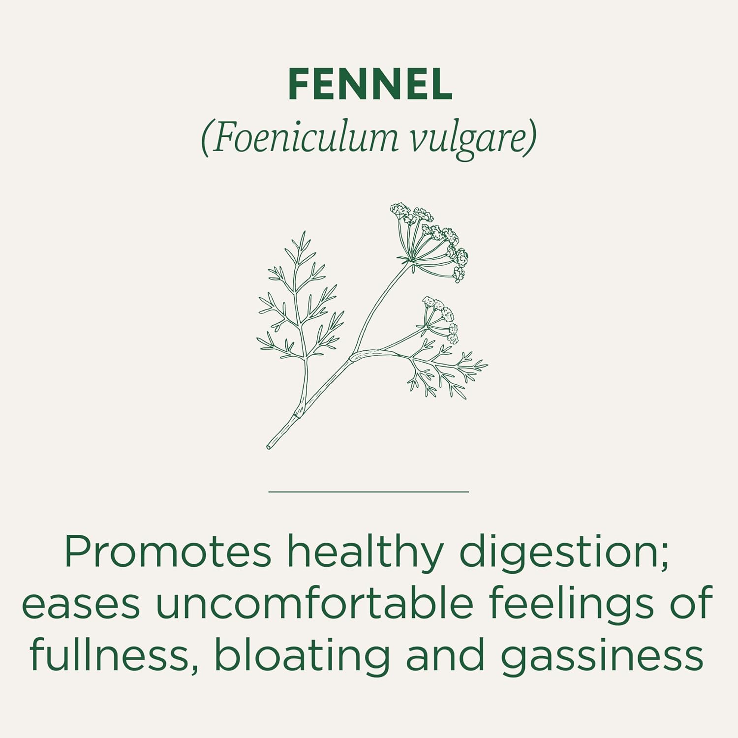 Traditional Medicinals Fennel Organic 16 Tea Bags
